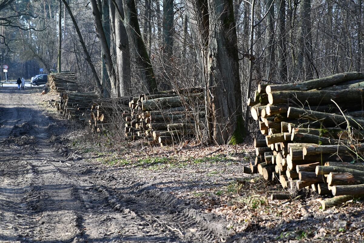 Wycinka drzew w lesie Dąbrowa koło Zalewu Zemborzyckiego