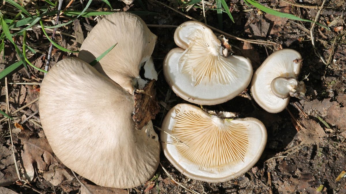 Boczniak topolowy – jak go rozpoznać?