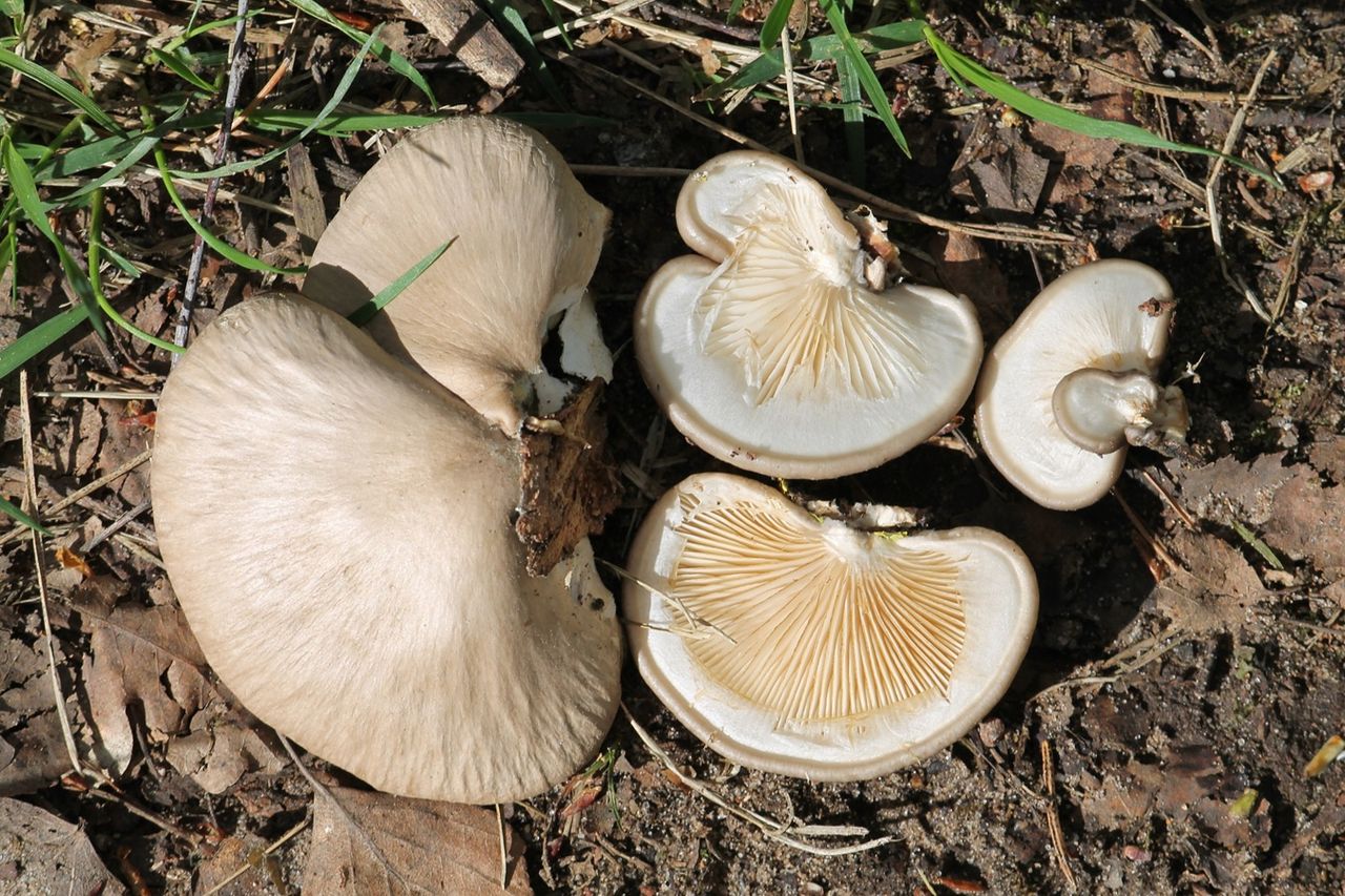 Ten grzyb z kwietnia to rarytas. Rośnie tylko w jednym miejscu