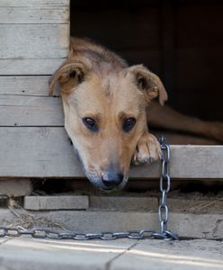 Całkowity zakaz. Jest projekt ustawy Koalicji Obywatelskiej ws. psów