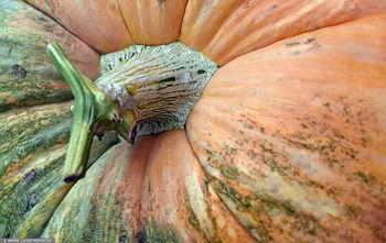 Dyniowa alternatywa dla zboża. Na wsi sondują opłacalność tego pomysłu