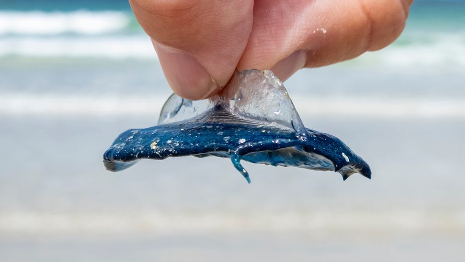 Velella velella