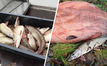 Mieli pomóc w zarybianiu. Ryby zamiast do jeziora, wrzucili do worka