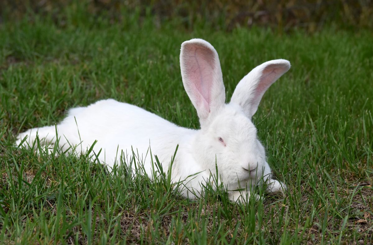 Gigantic rabbits are taking over TikTok