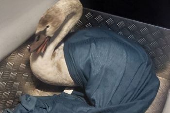 Łabędź na środku jezdni. Uratowała go policja