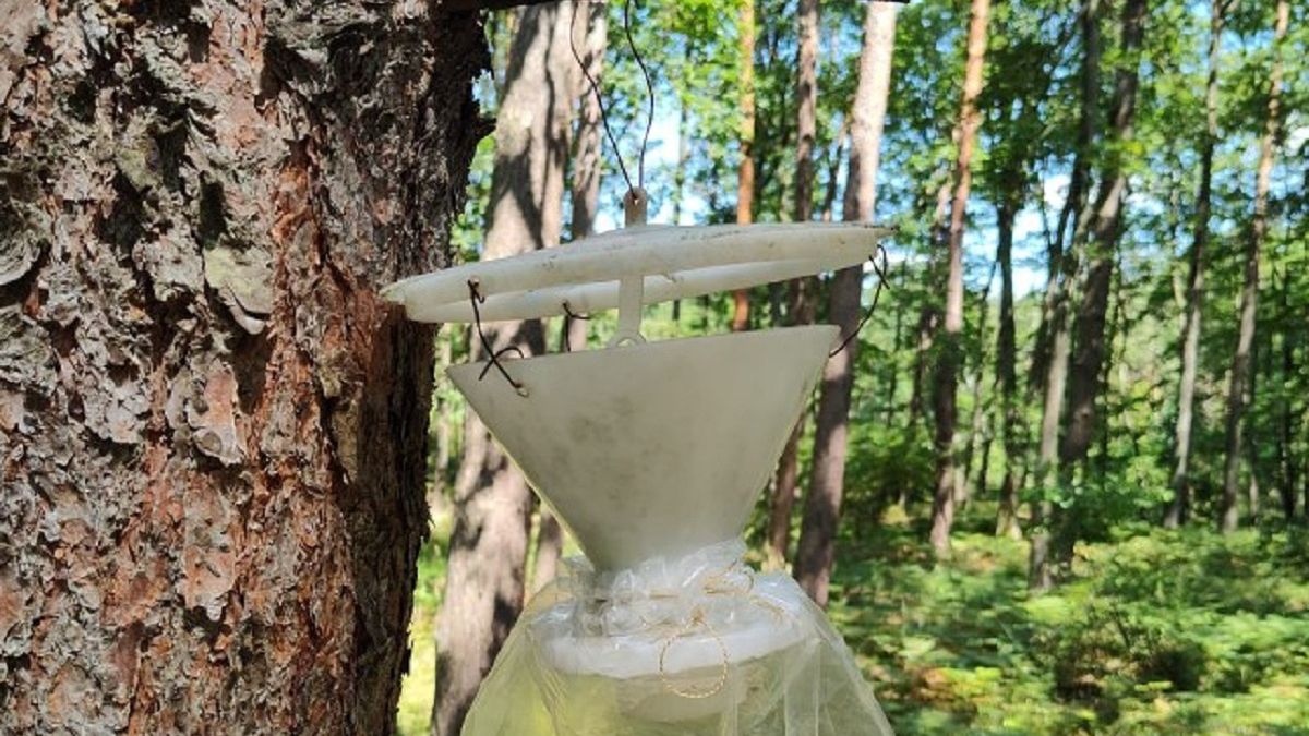 Leśnicy ostrzegają. Trzeba uważać na pułapki. 