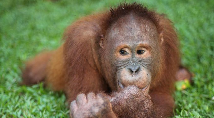 Szkoła dla orangutanów 2