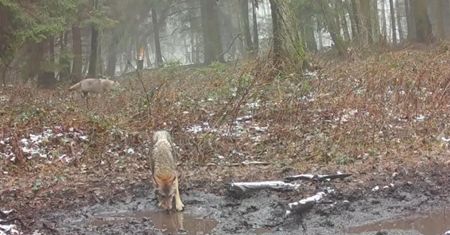 Wilki przyłapane wczesnym rankiem. Leśnicy pokazali nagranie