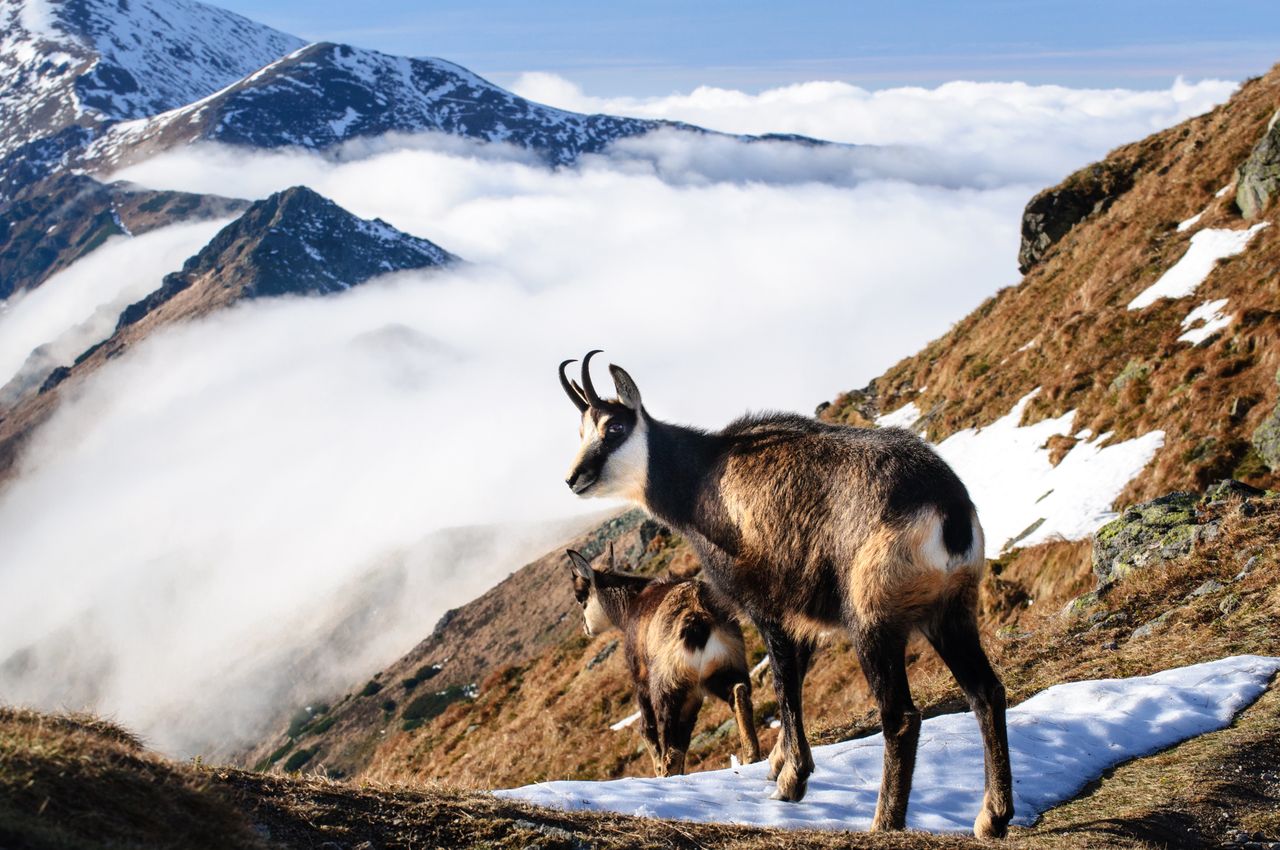 Mniej kozic w Tatrach. Turystyka i drapieżniki pod lupą naukowców