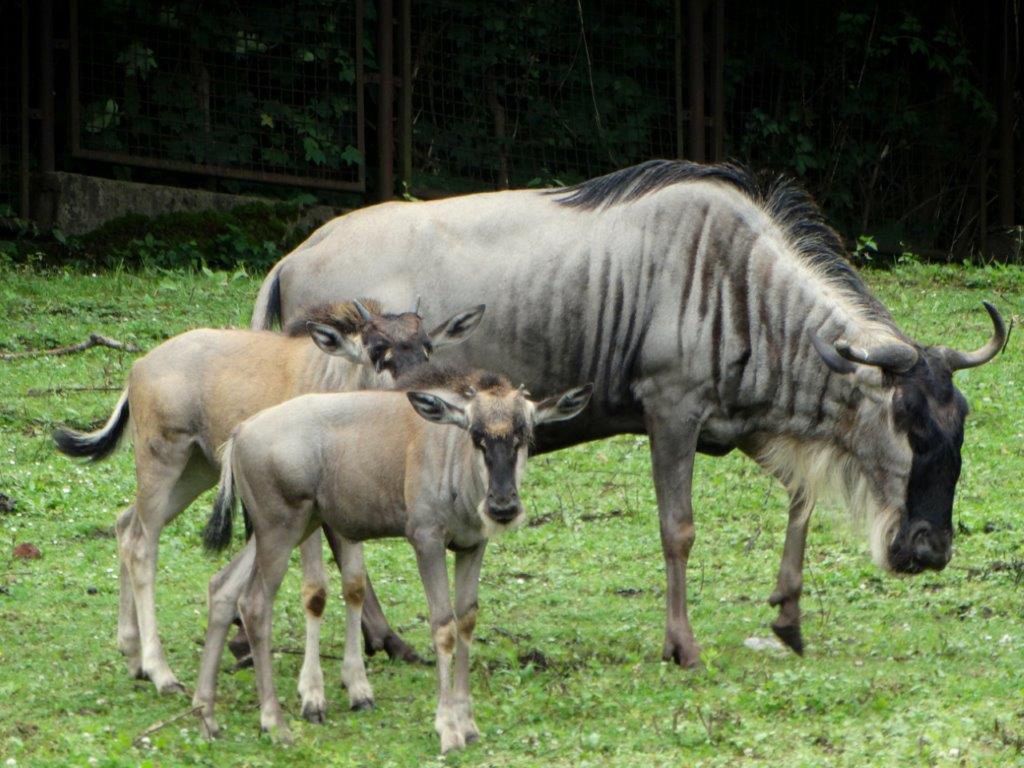 Wrocław. Eefije i Romi zostały matkami. Dwa gnu białobrode urodziły się w zoo