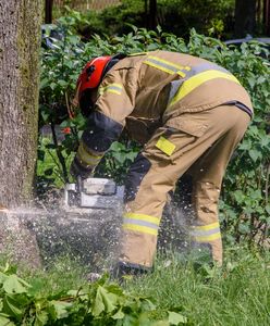 Wycinka drzew na prywatnych działkach. Rząd szykuje nowość