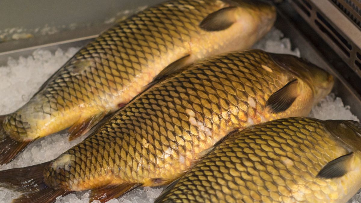 Jak zamrozić karpia?