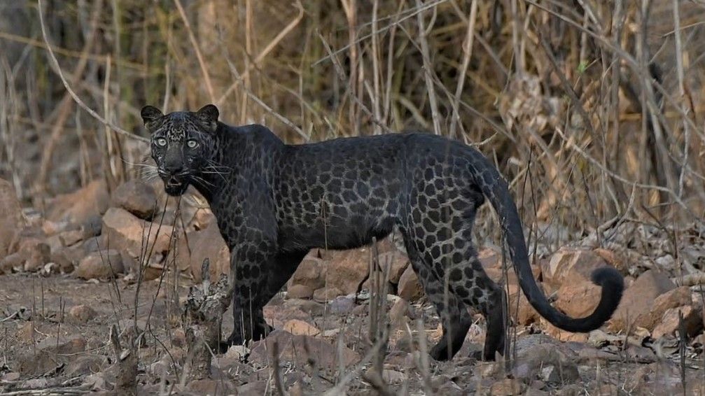 Fotograf amator zrobił zdjęcie niezwykle rzadkiej czarnej pantery 1