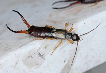 Lgną do twojego domu? To ważny znak, którego lepiej nie lekceważyć