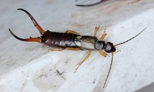 Pchają się do domu? To ważny znak, którego lepiej nie lekceważyć