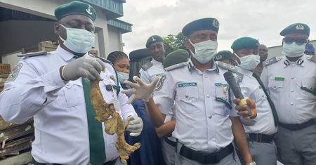 Nigeryjscy celnicy udaremnili nietypowy przemyt. Mowa o genitaliach osłów
