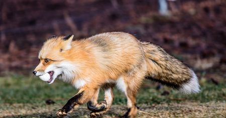Nowy Firefox uruchomi gry i aplikacje webowe tak szybko, jakby ładował obrazki