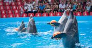Delfinaria zakazane we Francji. Nie można trzymać orek i delfinów w zamknięciu