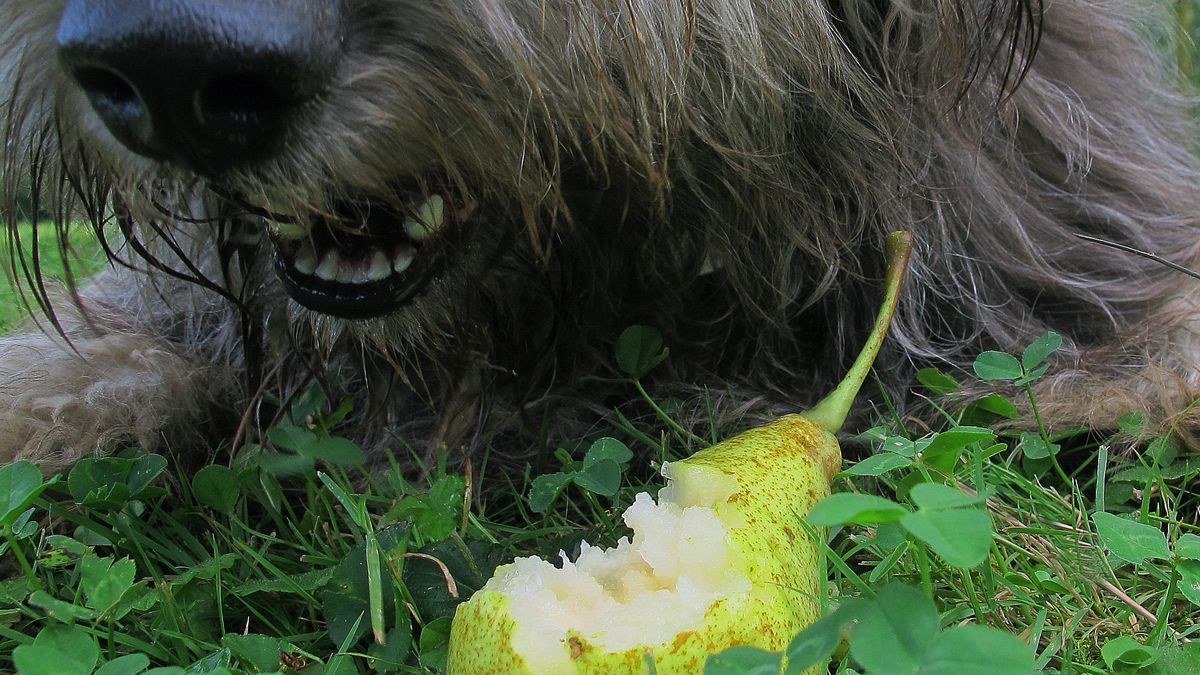 Czy pies może jeść gruszki?