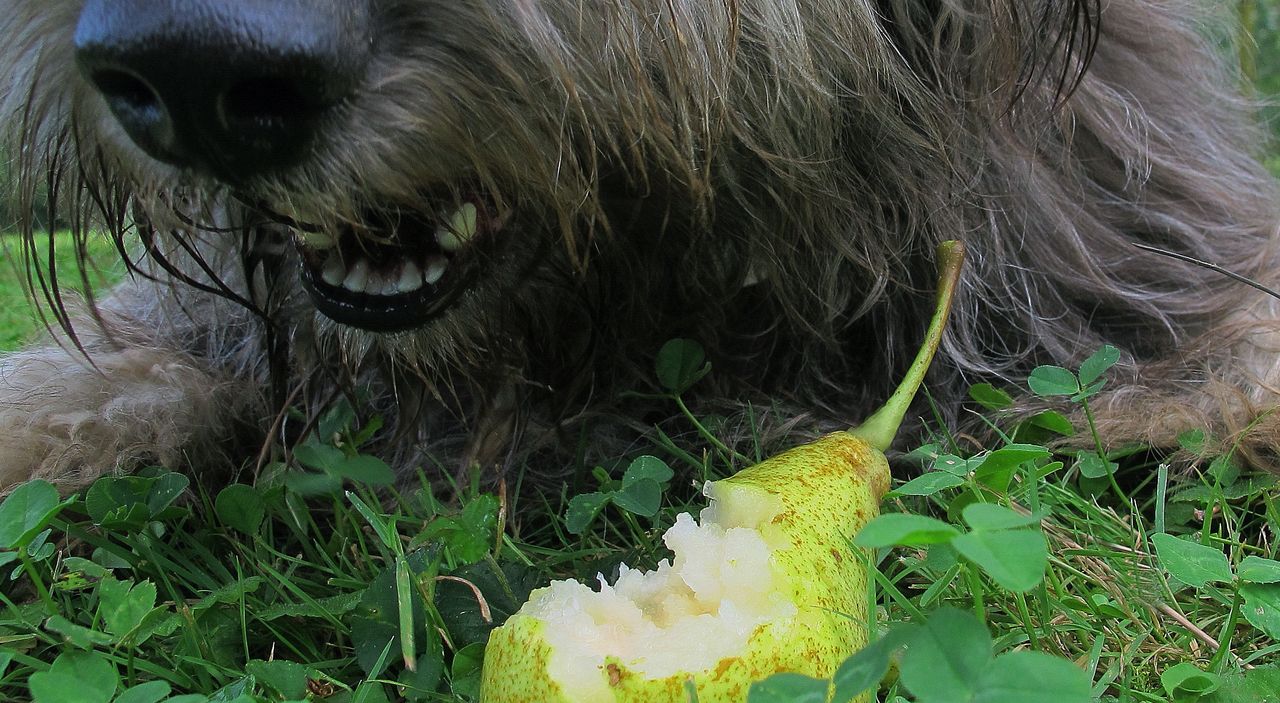 Czy pies może jeść gruszki? To powinien wiedzieć każdy opiekun