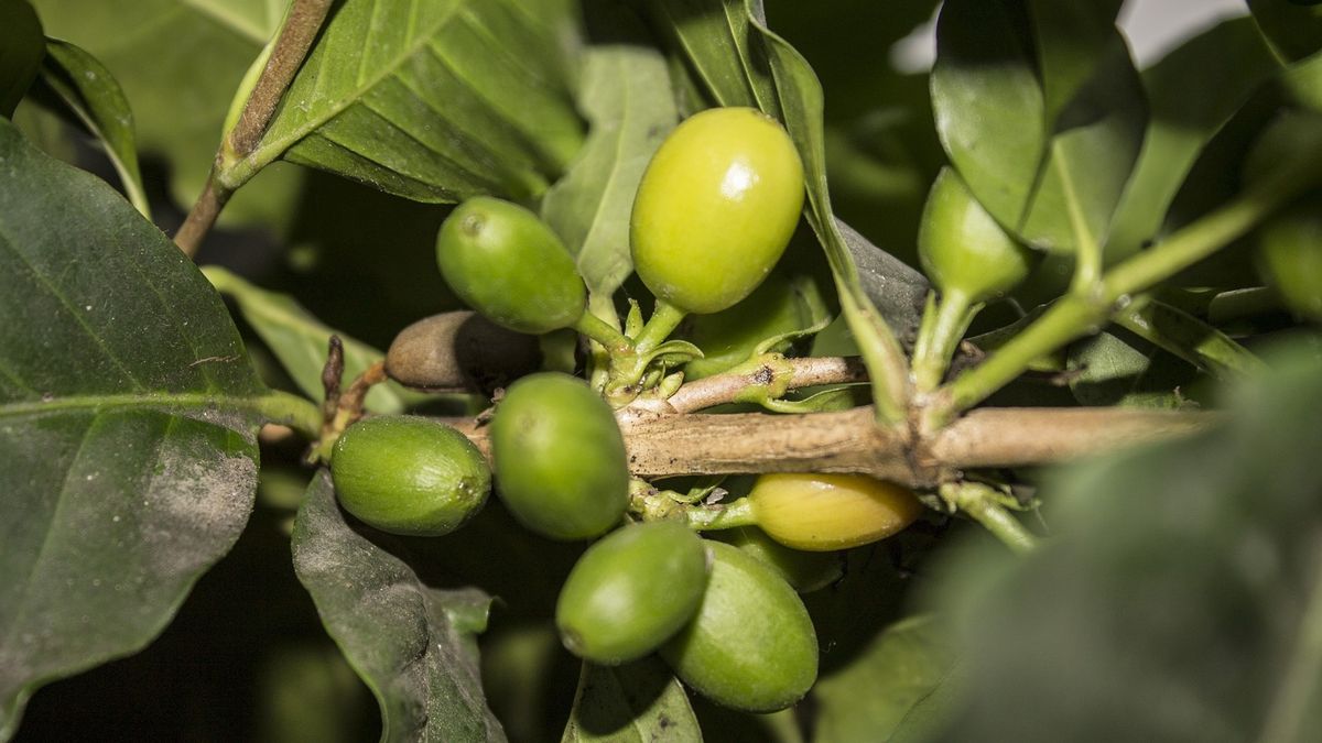 Owoce kawowca, odmiana arabika