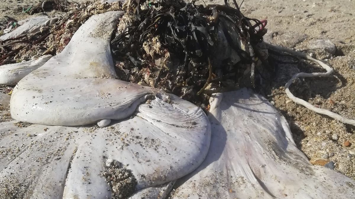 Brytyjka odkryła na plaży bardzo tajemniczy obiekt