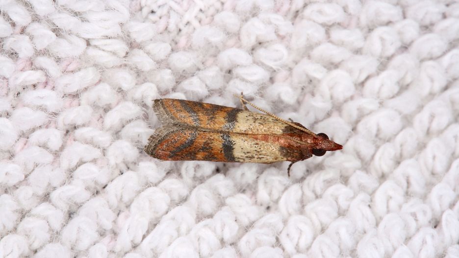 Jest wiele sposobów na pozbycie się moli ubraniowych