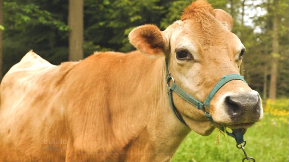 Krowę Hortensję można spotkać w parku przy Parku Habsburgów 
