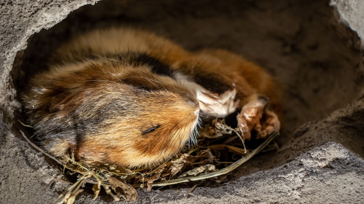 Na terenie lubelskiej inwestycji znajdują się prawdopodobnie 