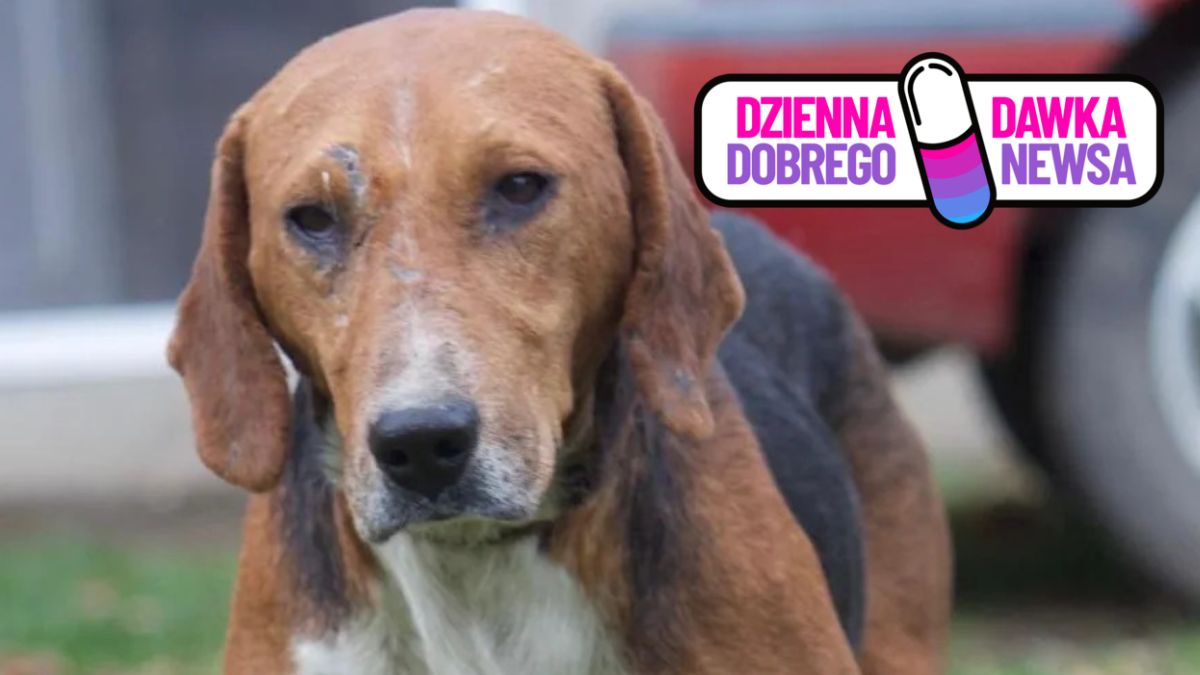 Aktywistka uratowała bezpańskiego psa z rąk hycli.