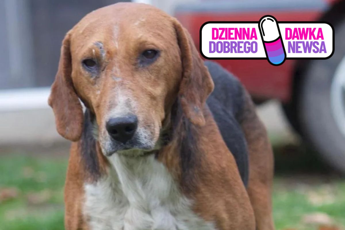 Aktywistka ścigała hycli 200 km. Uratowała bezpańskiego psa