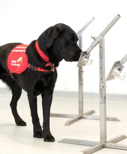 Koronawirus. Psy mają rozpoznawać COVID-19 u pasażerów na lotniskach w Wielkiej Brytanii