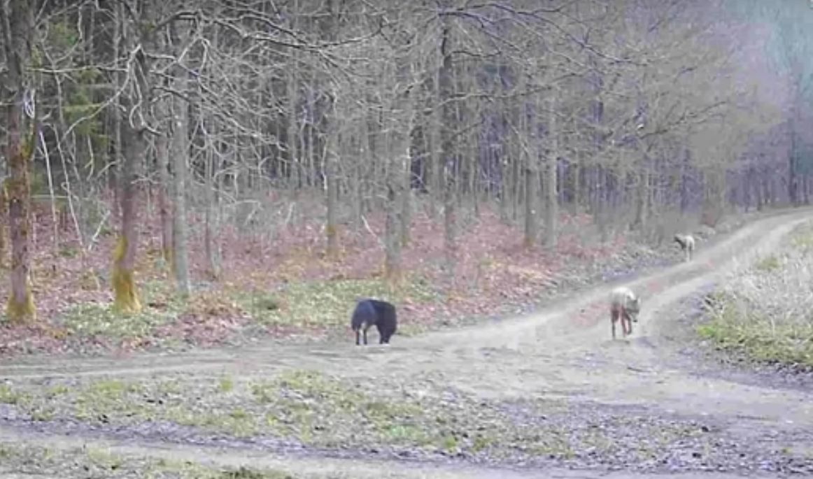 Fotopułapka uchwyciła nietypową watahę wilków 