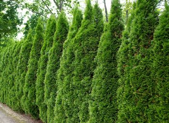 Tuje przekroczyły tę wysokość? Sąsiad może cię podać do sądu