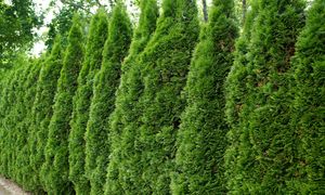 Tuje przekroczyły tę wysokość? Sąsiad może cię podać do sądu