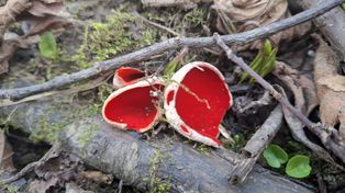 Gorlice: Kielich krasnoludka już w lasach. Wypatrujcie intensywnie czerwonych kapeluszy. Oznaczają, że wiosna jest już blisko