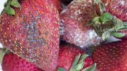 Mykotoksyny. Niebezpieczne substancje, których nie widać