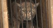 W Zachodniopomorskiem wypuszczono na wolność samicę rysia. Uczczono w ten sposób 60-lecie WWF