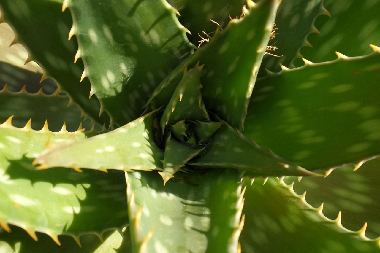 Aloes