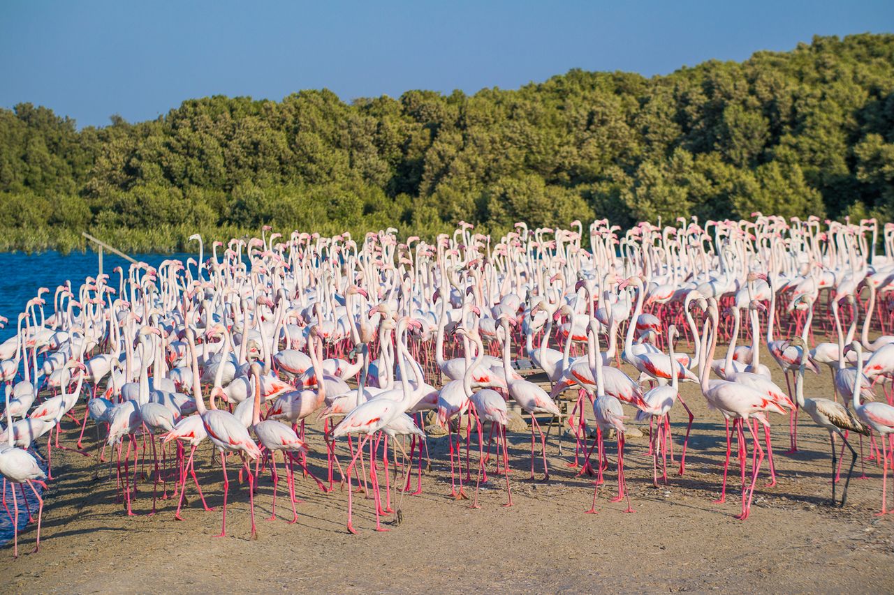 Jednak Dubaj to nie tylko piach, budynki i samochody. W parku Ras Al Khor Wildlife Sanctuary możemy zobaczyć całe mnóstwo flamingów. Co ciekawe, do miejsc obserwacji, które wyglądają jak niewielkie kioski, prowadzą wąskie tunele. Wszystko po to, by nie spłoszyć ptactwa.