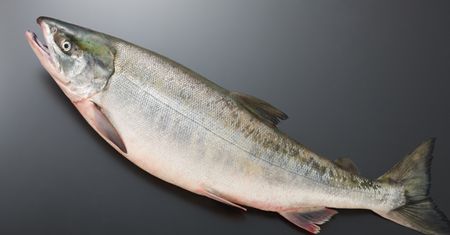 Łosoś bio, hodowlany i dziki. Który jest najzdrowszy?