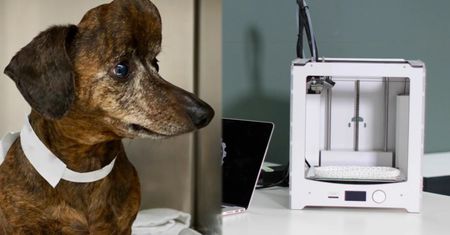 Jamnik Patches miał raka. Drukarka 3D uratowała mu życie