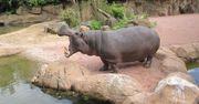 Smog dokuczał zwierzętom w zoo. Indie znalazły na to sposób