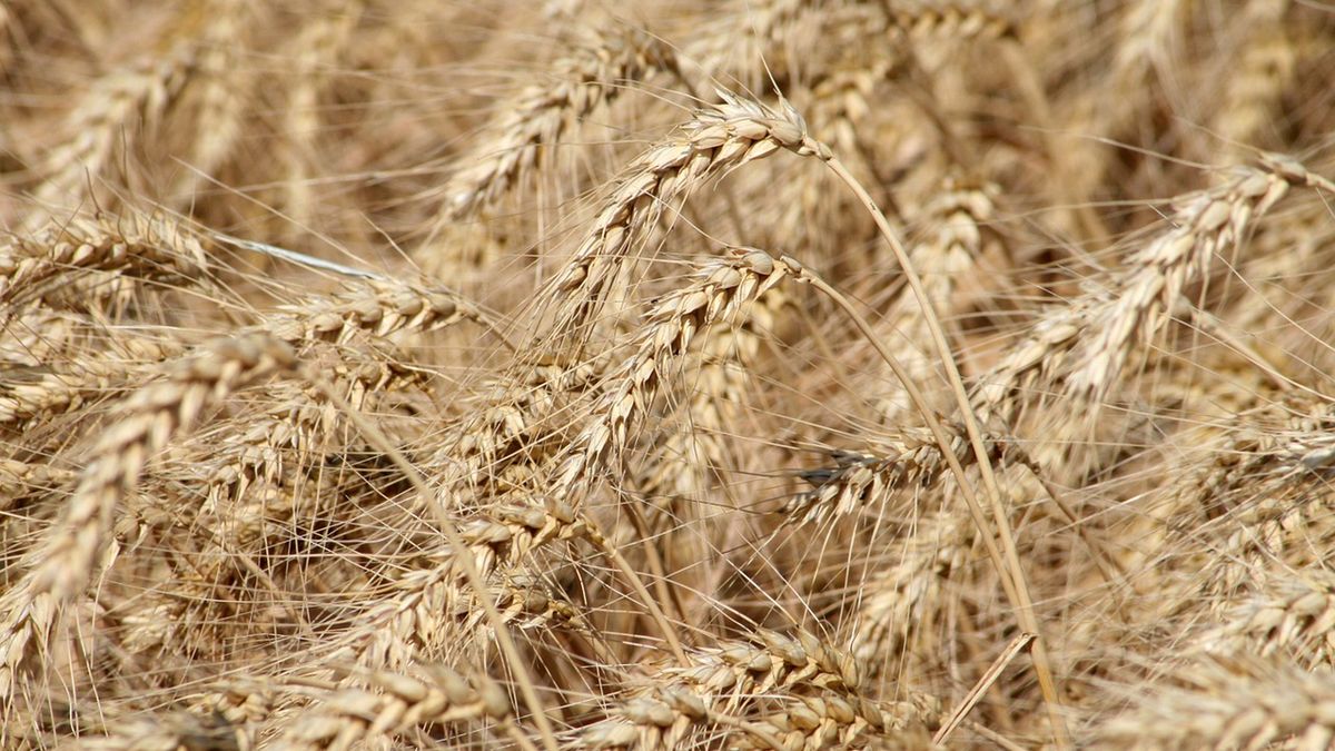 Pszenica jara, czerwona (twarda)