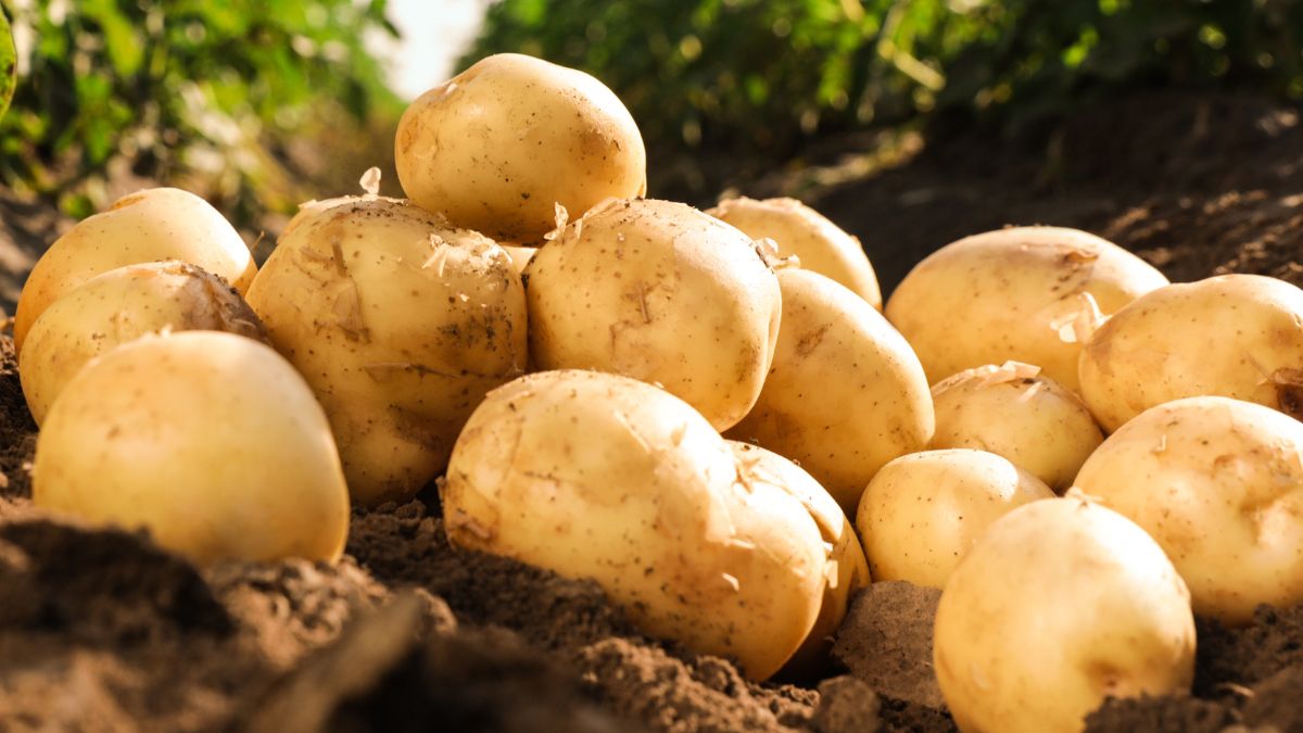 La Bonnotte to najdroższe ziemniaki świata (zdj. poglądowe)