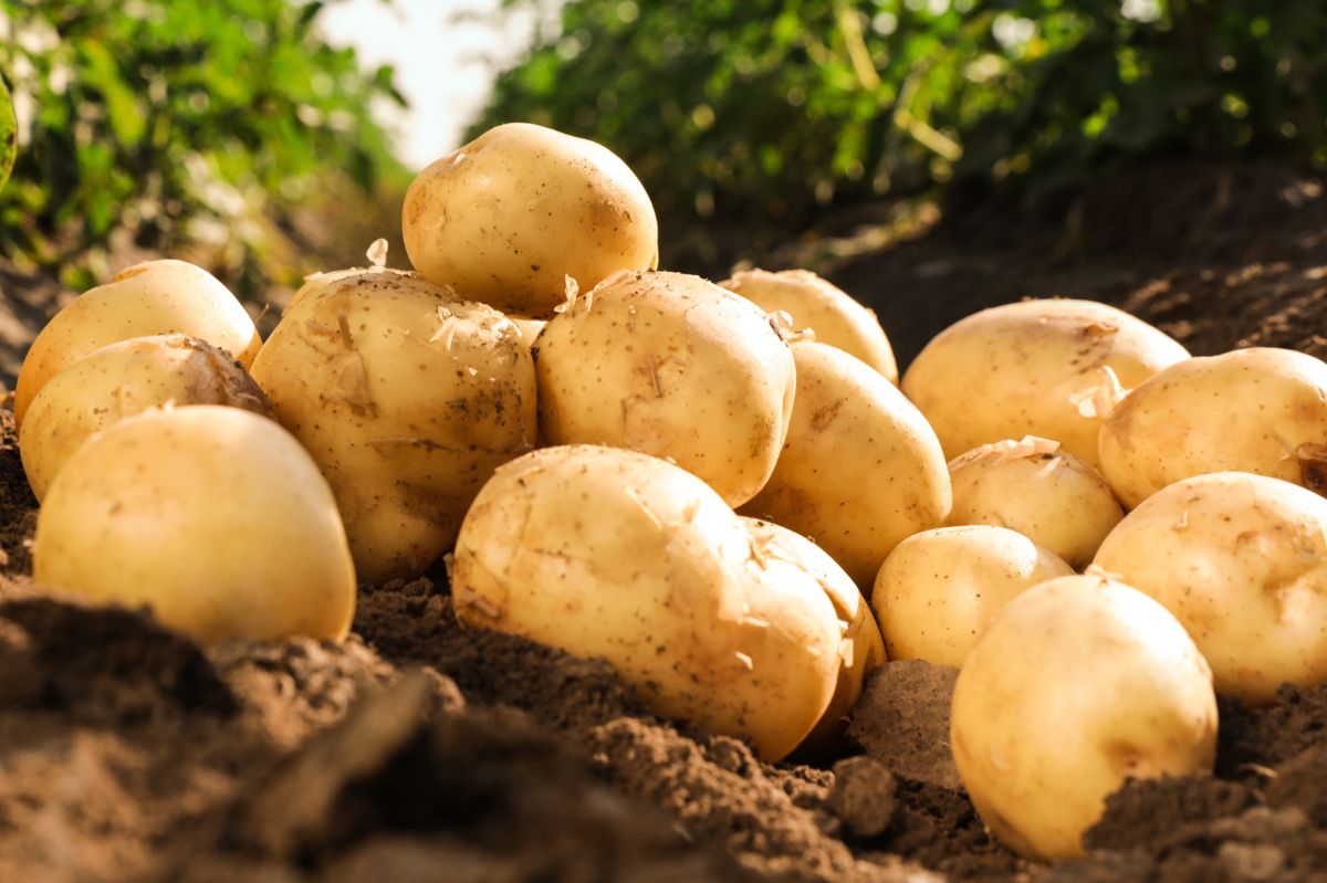 Te ziemniaki kosztują 2 tys. zł za kilogram. Jedno je wyróżnia