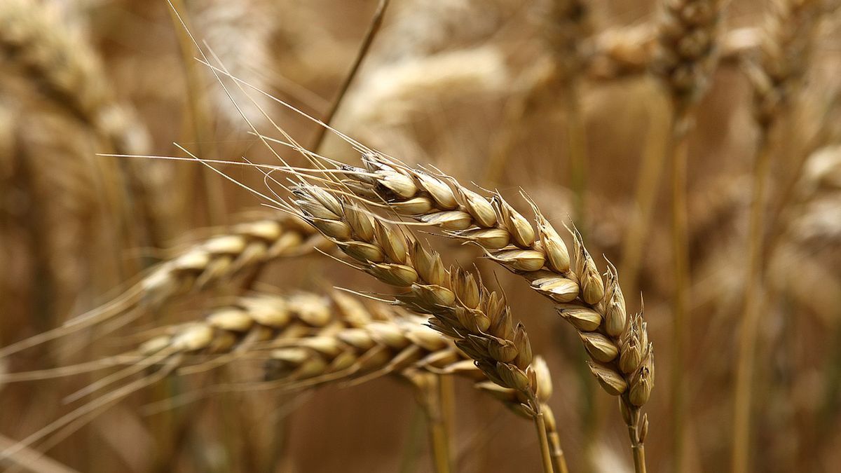 Pszenica ozima, czerwona (twarda)