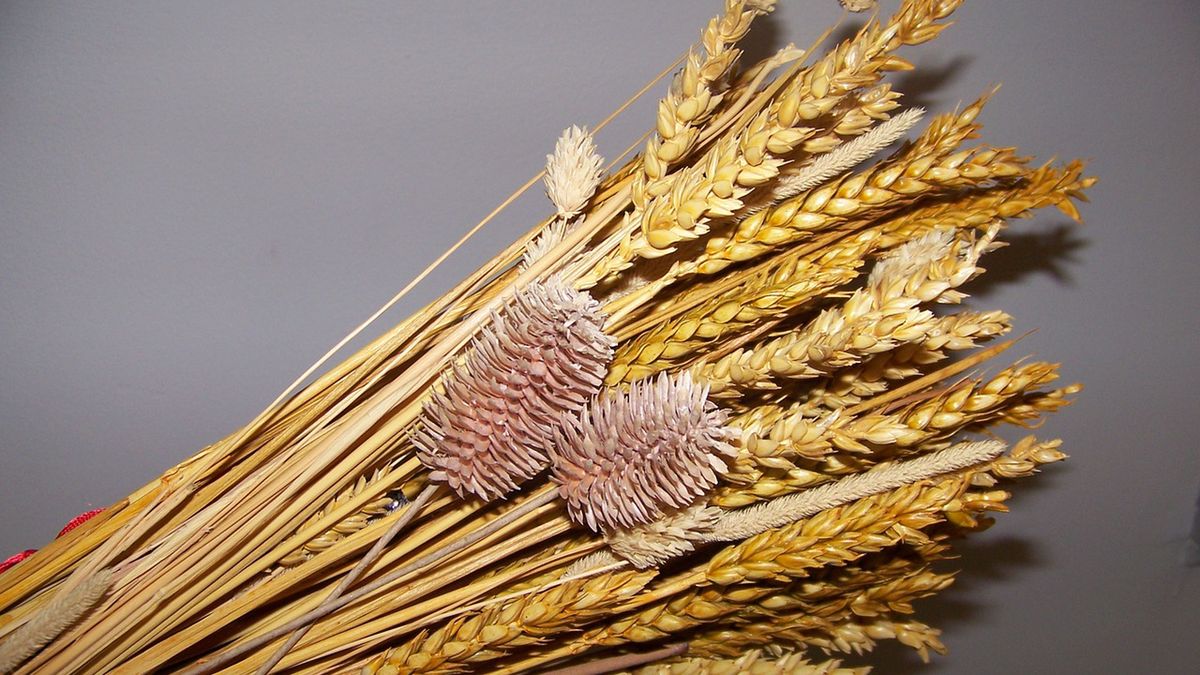 Pszenica ozima, czerwona (miękka)