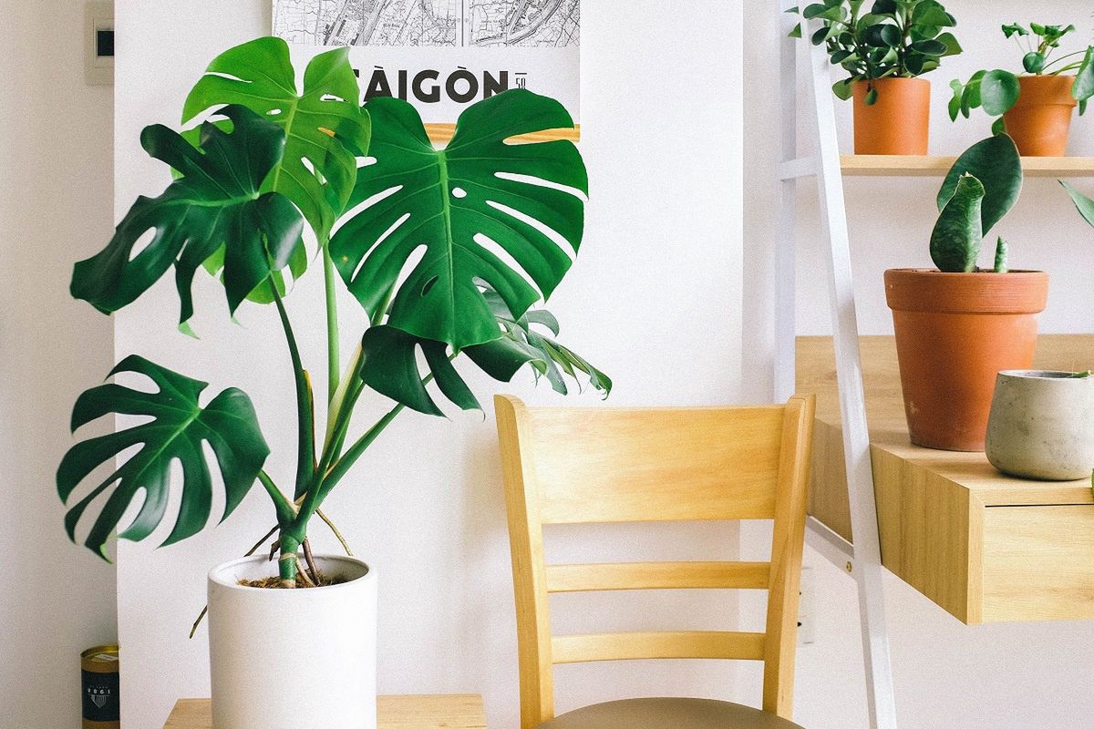 Rośliny doniczkowe — monstera.