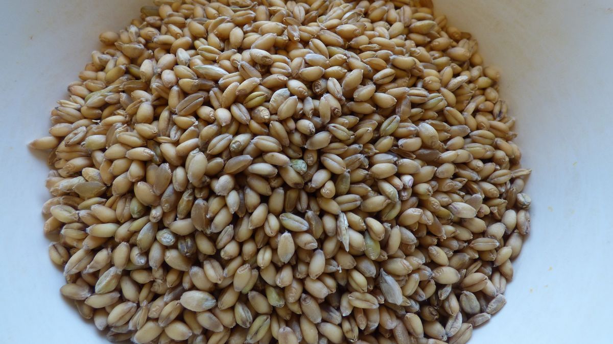 Pszenica biała (miękka)